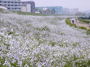 うねうねダイコン どてっこ通信