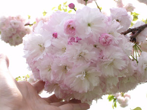 120427_4.jpg