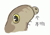 120929_4.gif