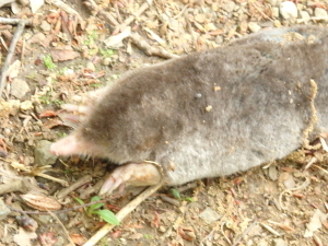 170528_3.jpg