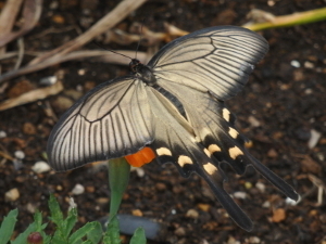 180701_3.jpg