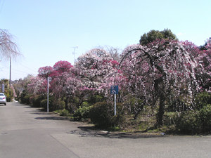120325_2.jpg